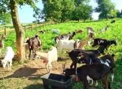 L-треонин: характеристики и применение